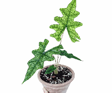 Alocasia Jacklyn Tissue Culture