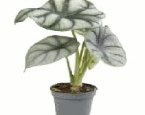 Alocasia Silver Dragon Tissue Culture