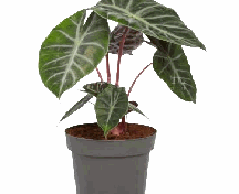 Alocasia Pink Dragon Tissue Culture