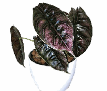 Alocasia Azlanii Tissue Culture