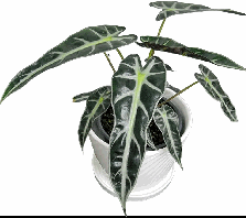 Alocasia Bambino Tissue Culture