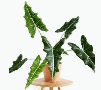 Alocasia Sarian Tissue Culture