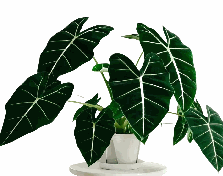 Alocasia Frydek Tissue Culture