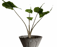 Alocasia Stingray Tissue Culture