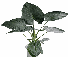 Alocasia Regale Shield Tissue Culture