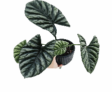 Alocasia Sinuata Tissue Culture