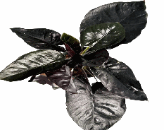 Alocasia Infernalis Tissue Culture