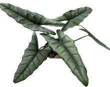 Alocasia Heterophylla Tissue Culture