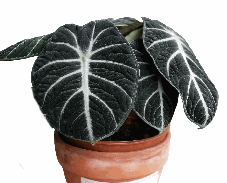 Alocasia reginula Ninja Tissue Culture