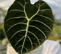 Alocasia Watsoniana Doff Tissue Culture