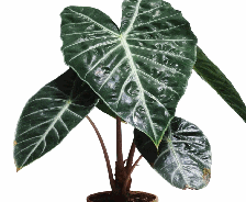 Alocasia Nairoby Nights Tissue Culture