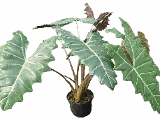 Alocasia Pseudo Sanderiana Tissue Culture