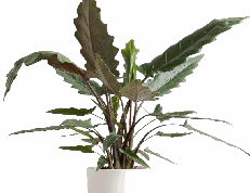 Alocasia Lauterbachiana Tissue Culture