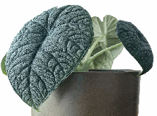 Alocasia Maharani Tissue Culture