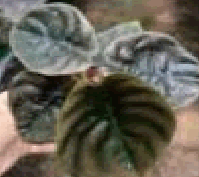 Alocasia Cuprea Red Secret Tissue Culture