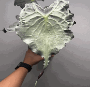 Alocasia Venom Tissue Culture