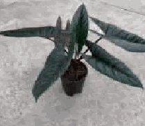 Alocasia Scalprum Tissue Culture
