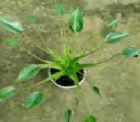 Alocasia Tiny Dancer Tissue Culture