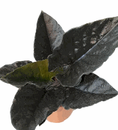 Alocasia Antoro velvet Tissue Culture
