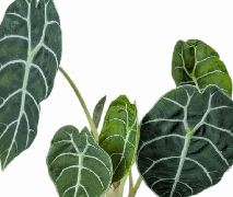 Alocasia Curup Green Stem Tissue Culture