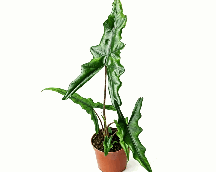 Alocasia Sabrina Narrow Tissue Culture