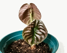 Alocasia Cuprea Black Tissue Culture