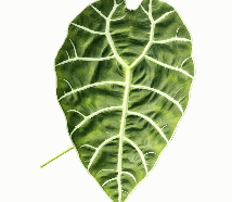 Alocasia Mirror Watsoniana Pixie Tissue Culture