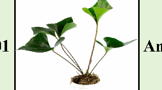 Anthurium Arrow Tissue Culture