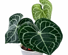 Anthurium Clarinervium Tissue Culture