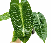 Anthurium Veitchii Tissue Culture