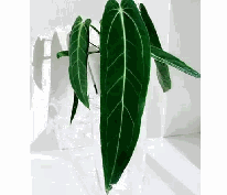 Anthurium Warocqueanum Tissue Culture