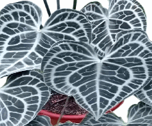Anthurium Queen Clarinervium Tissue Culture