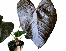 Anthurium Queen of Hearts Tissue Culture