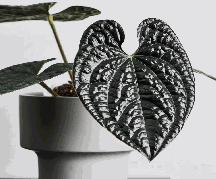 Anthurium Luxurians Tissue Culture