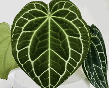 Anthurium Crystallinum Tissue Culture