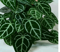 Anthurium Dorayaki*Anthuri um magnificum Tissue Culture