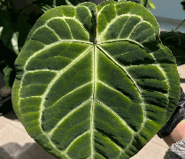 Anthurium Magnificum*Anth urium crystallinum Linden et André Tissue Culture