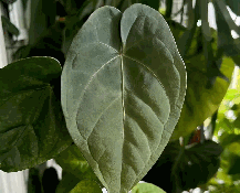 Anthurium magnificum*Anth urium ‘Dark phoenix' Tissue Culture