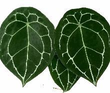Anthurium Forgetii Tissue Culture