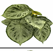 Anthurium Dorayaki Tissue Culture