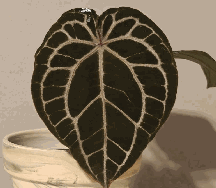Anthurium Wonderboy*Michell e Tissue Culture