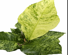 Anthurium Superbum Variegated Tissue Culture