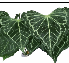 Anthurium Delta Force Tissue Culture