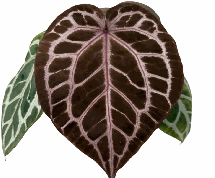Anthurium Red Crystallinum Tissue Culture