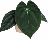Anthurium Papi Tissue Culture