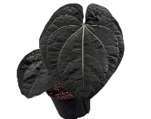 Anthurium Black Velvet Tissue Culture
