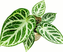 Anthurium Crystallinum*Dora yaki Tissue Culture
