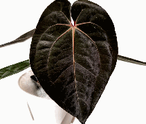 Anthurium Papi*AOS Tissue Culture