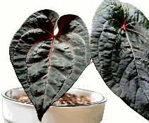 Anthurium Dressleri*Dark Phoenix Tissue Culture