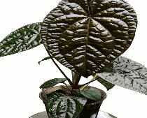 Anthurium AOS*Luxurians Tissue Culture